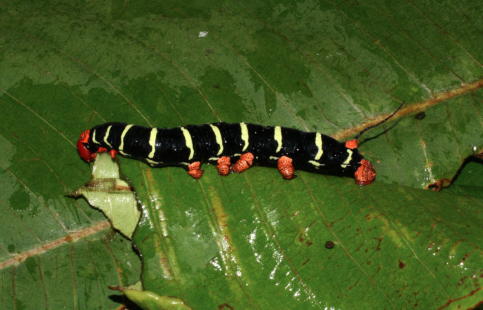 6 . Larva de <i>Pseudosphinx tetrio</i></i> (Shpingidae) Inocentes Los Almendros Sector El Hacha 290m. 13-SRNP-22574-DHJ493764.