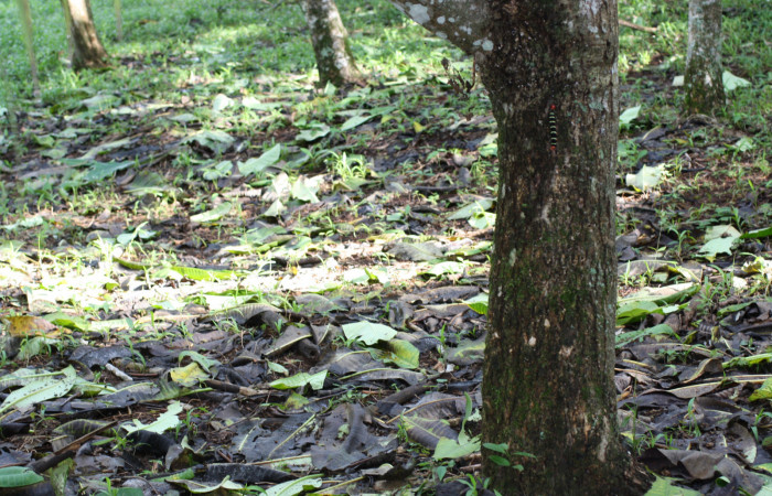 Fig. 8 Corteza de los troncos y hojas en el suelo de <i>Plumeria rubra</i></i> 18 de Octubre 2013 Inocentes, Los Almendros. Sector El Hacha 290m.