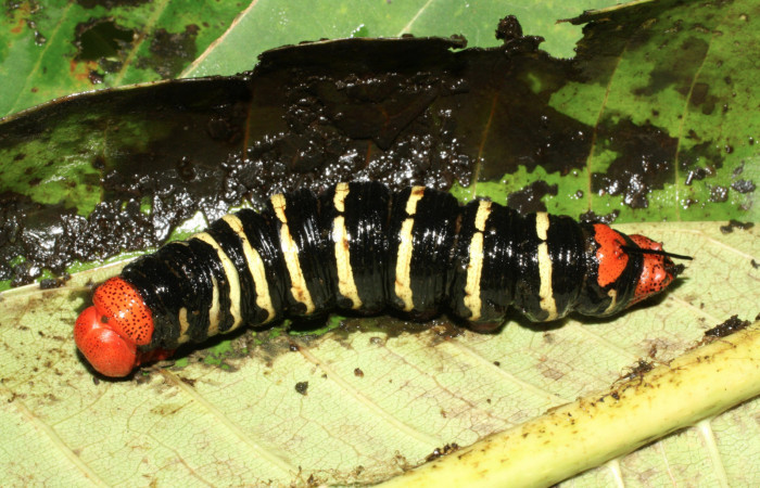 Fig. 11 . Prepupa de <i>Pseudosphinx tetrio</i></i> (Shpingidae)  (04 de Octubre 2013) Los Almendros Sector El Hacha Los Inocentes 290m. 13-SRNP-22168-DHJ493748.jpg