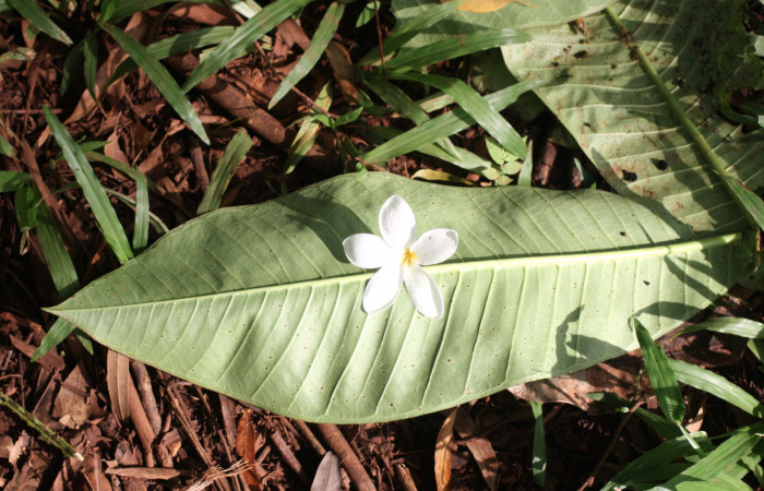 Fig.13 Cortesa <i>Plumeria rubra</i></i> (Apocynaceae) (04 de Octubre 2013) Los Almendros Sector El Hacha Los Inocentes 290m.