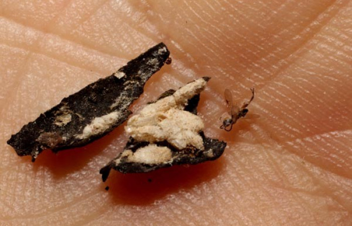 Figura 10. Párasitos <i>Glyptapanteles</i></i> Whitfield285, de la larva gelJanzen01 Janzen348 (Gelechiidae), Sector San Cristóbal, Puente palma ,(elevación 460 metros). 25 Junio 2014. (10-SRNP-505-DHJ495954.jpg).