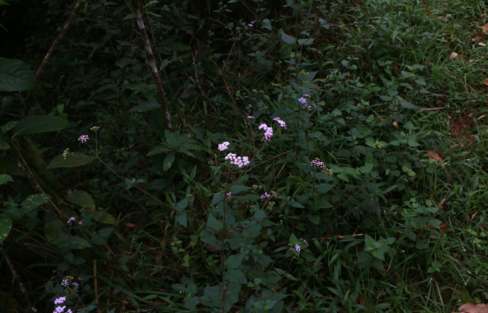 Figura 13. Planta hospedera de gelJanzen01 Janzen348 , Planta <i>Fleischmannia pycnocephala</i></i> (Asteraceae). Foto Anabelle Córdoba, 4 Febrero 2021.
