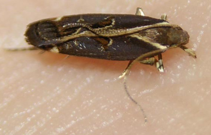 Figura 2. Adulto de gelJanzen01 Janzen348 (Gelechiidae), posición dorsal. (09-SRNP-453-DHJ510308).