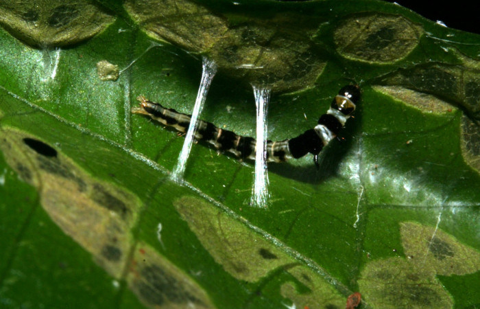 Figura 3. Dorsal entero gelJanzen01 Janzen348 (Gelechiidae). Sector Rincon Rain Forest, Sendero Juntas, (elevación 400 metros). Colectada 25 mayo 2010.(10-SRNP-41955-DHJ473034.jpg).