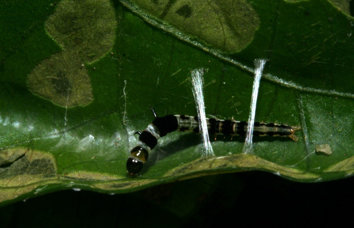 Figura 4. Dorsal entero gelJanzen01 Janzen348 (Gelechiidae). Sector Rincon Rain Forest, Sendero Juntas, (elevación 400 metros). Colectada 25 mayo 2010.(10-SRNP-41955-DHJ473035.jpg).