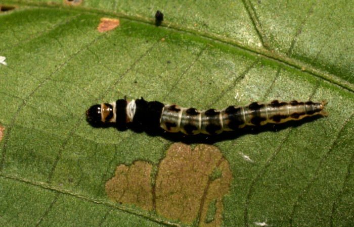 Figura 5. Dorsal entero gelJanzen01 Janzen348 (Gelechiidae). Sector Rincon Rain Forest, Conguera, (elevación 400 metros). Colectada 24 febrero 2009. (09-SRNP-40286-DHJ451554.jpg).