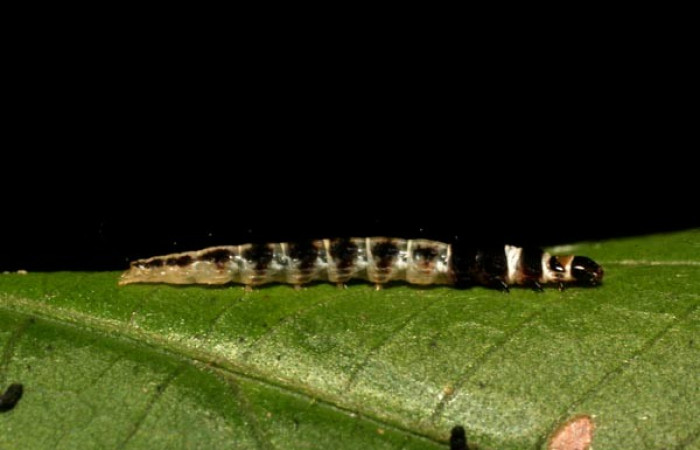 Figura 6. Lateral entero gelJanzen01 Janzen348 (Gelechiidae). Sector Rincon Rain Forest, Conguera, (elevación 400 metros). Colectada 24 febrero 2009. (09-SRNP-40286-DHJ451555.jpg).