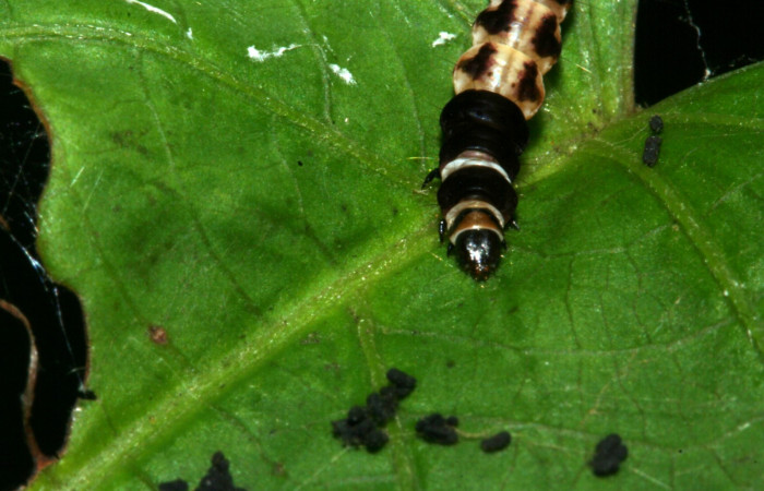 Figura 7. Cabeza y tórax gelJanzen01 Janzen348 (Gelechiidae). Sector San Cristobal, Río Areno, (elevación 460 metros). Colectada 24 febrero 2009. (09-SRNP-2510-DHJ454354.jpg).