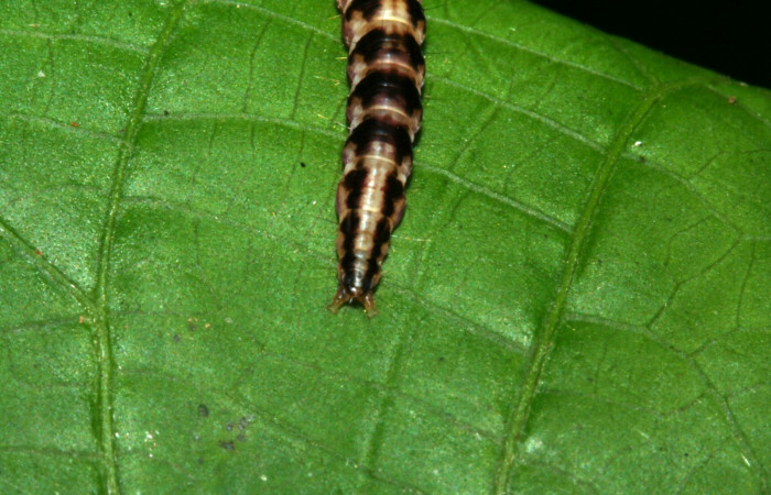 Figura 8. Parte posterior gelJanzen01 Janzen348 (Gelechiidae). Sector San Cristobal, Río Areno, (elevación 460 metros). Colectada 24 febrero 2009. (09-SRNP-2510-DHJ454356.jpg).