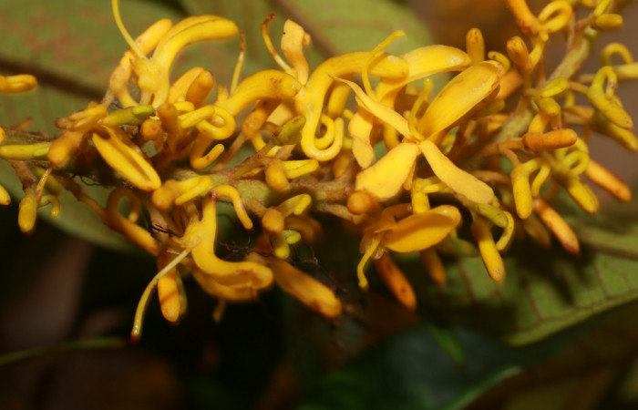 Figura. 10 Flor de frente <i>Vochysia ferruginea</i></i>, (Vochysiaceae). Area de Conservación Guanacaste, Sector Rincón Rain Forest, Estación Leiva, Sendero Jacobo, (elevación 461 metros), colectada el 15 de febrero 2021 . Foto, Jorge Hernández.
