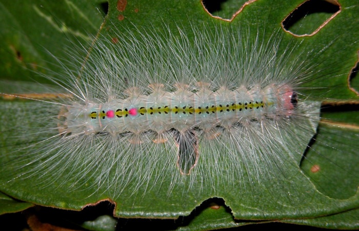 Figura. 11 Larva <i>Caviria regina</i></i> (Eribidae), posición dorsal entero alimentándose en <i>Vochysia ferruginea</i></i>, (Vochysiaceae). (03-SRNP-29765-DHJ401329.jpg).