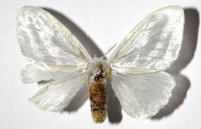 Figura. 12 Adulto <i>Caviria regina</i></i> (Eribidae), posición vista dorsal. (17-SRNP-26891-DHJ930696).