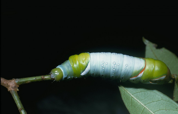 Figura. 13 Larva <i>Naprepa cyllota</i></i> (Notodontidae), posición dorsal entero alimentándose en <i>Vochysia ferruginea</i></i>, (Vochysiaceae). (04-SRNP-31738-DHJ82551.jpg).