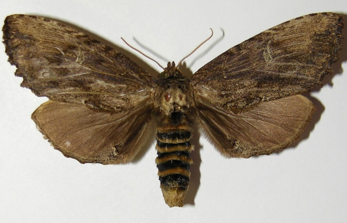 Figura. 14 Adulto <i>Naprepa cyllota</i></i> (Notodontidae), posición vista dorsal. (04-SRNP-31738-DHJ300752).