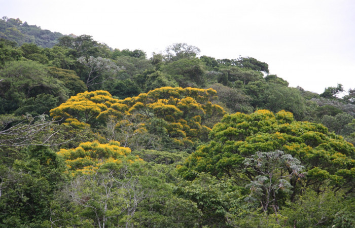 Figura. 1 Habitad <i>Vochysia ferruginea</i></i>, (Vochysiaceae). Area de Conservación Guanacaste, Sector Rincón Rain Forest, Estación Leiva, Sendero Jacobo, (elevación 461 metros), colectada el 15 de febrero 2021 . Foto, Jorge Hernández.
