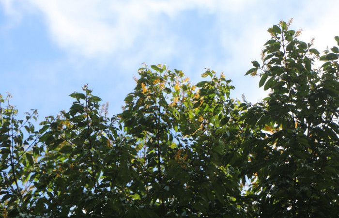 Figura. 2 Hojas  <i>Vochysia ferruginea</i></i>, (Vochysiaceae). Area de Conservación Guanacaste, Sector Rincón Rain Forest, Estación Leiva, Sendero Jacobo, (elevación 461 metros), colectada el 15 de febrero 2021 . Foto, Jorge Hernández.

