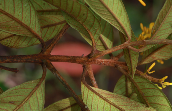 Figura. 4 Hojas <i>Vochysia ferruginea</i></i>, (Vochysiaceae). Area de Conservación Guanacaste, Sector Rincón Rain Forest, Estación Leiva, Sendero Cafecito, (elevación 461 metros), colectada el 15 de febrero 2021 . Foto, Jorge Hernández.
