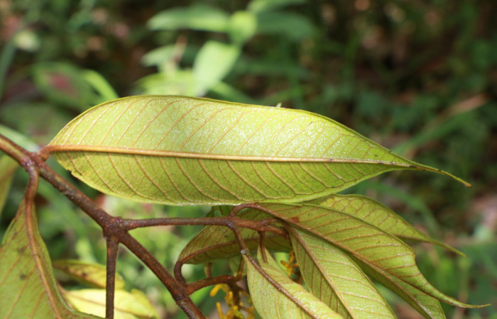 Figura. 5 Hojas envés <i>Vochysia ferruginea</i></i>, (Vochysiaceae). Area de Conservación Guanacaste, Sector Rincón Rain Forest, Estación Leiva, Sendero Jacobo, (elevación 461 metros), colectada el 15 de febrero 2021 . Foto, Jorge Hernández.
