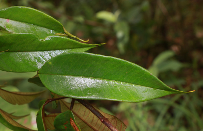 Figura. 6 Hojas haz  <i>Vochysia ferruginea</i></i>, (Vochysiaceae). Area de Conservación Guanacaste, Sector Rincón Rain Forest, Estación Leiva, Sendero Jacobo, (elevación 461 metros), colectada el 15 de febrero 2021 . Foto, Jorge Hernández.
