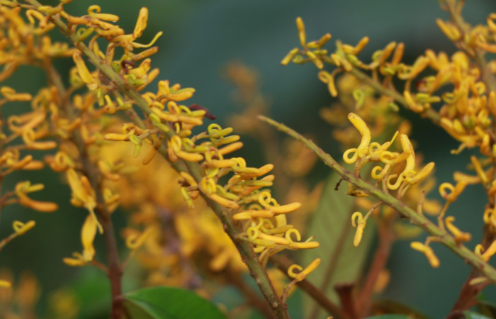 Figura. 8 Flores en espiga <i>Vochysia ferruginea</i></i>, (Vochysiaceae). Area de Conservación Guanacaste, Sector Rincón Rain Forest, Estación Leiva, Sendero Jacobo, (elevación 461 metros), colectada el 15 de febrero 2021 . Foto, Jorge Hernández.
