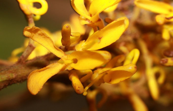 Figura. 9 Flor de frente <i>Vochysia ferruginea</i></i>, (Vochysiaceae). Area de Conservación Guanacaste, Sector Rincón Rain Forest, Estación Leiva, Sendero Jacobo, (elevación 461 metros), colectada el 15 de febrero 2021 . Foto, Jorge Hernández.
