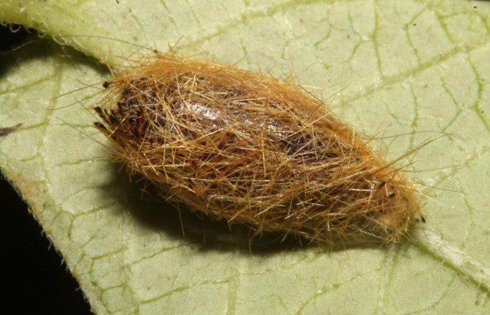 Figura 10. Larva en capullo <i>Aclytia</i></i> albistrigaDHJ02 (Erebidae) en este estadio no se alimenta  (14-SRNP-43284-DHJ724025.JPG) 3 agosto 2014, Punte Rio Negro (elevación 340 metros).
