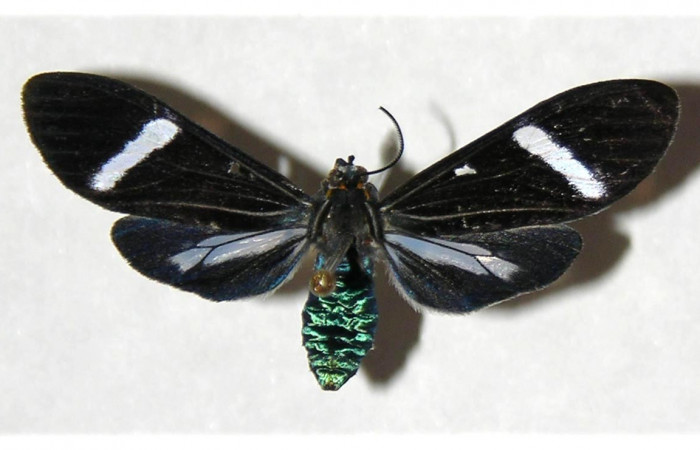 Figura 11. Adulto de <i>Aclytia</i></i> albistrigaDHJ02 Erebidae 04-SRNP-42527-DHJ316444.jpg posición dorsal.