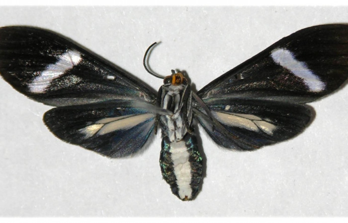 Figura 12. Adulto de <i>Aclytia</i></i> albistrigaDHJ02 Erebidae 04-SRNP-42527-DHJ316445.jpg posición vista ventral.