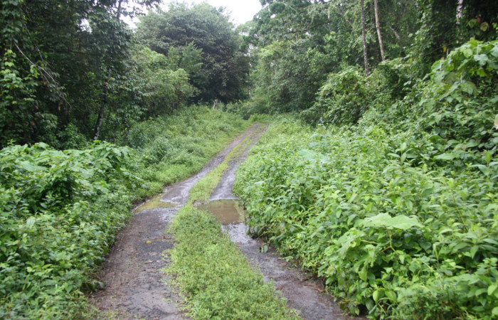 Figura 1. Puente Rio Negro, Sector Estación Caribe, Area de Conservación Guanacaste (elevación 340 metros) en margen de camino 17 Julio 2014 lugar donde fue colectada la larva <i>Aclytia</i></i> albistrigaDHJ02 (Erebidae) (14 SRNP- 43284).