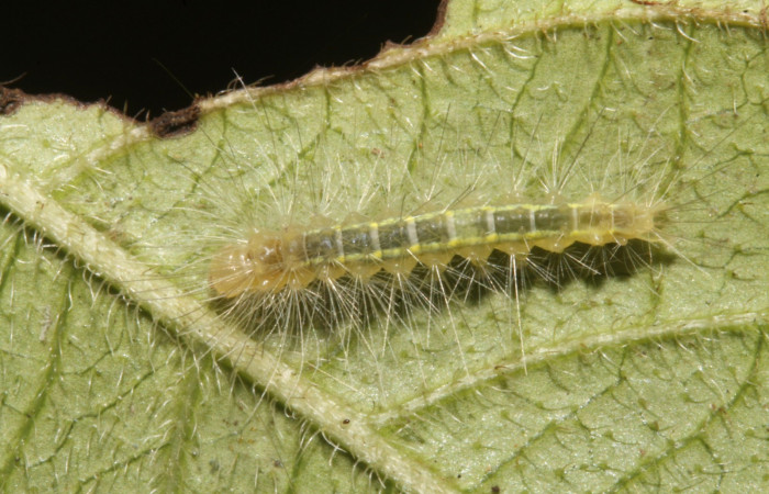 Figura 2. Larva en tercer estadio <i>Aclytia</i></i> albistrigaDHJ02 (Erebidae) alimentandose en <i>Mandevilla hirsuta</i></i> (Apocynaceae) posición dorso (14-SRNP-43284-DHJ708990.JPG) 17 julio 2014, Punte Rio Negro (elevación 340 metros).