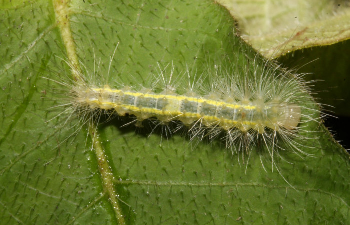 Figura 3. Larva en cuarto estadio <i>Aclytia</i></i> albistrigaDHJ02 (Arctiidae) alimentandose en <i>Mandevilla hirsuta</i></i> (Apocynaceae) posición dorso (14-SRNP-43284-DHJ724008.JPG) 25 julio 2014, Punte Rio Negro (elevación 340 metros).