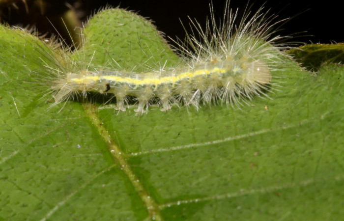Figura 4. Larva en cuarto estadio <i>Aclytia</i></i> albistrigaDHJ02 (Erebidae) alimentandose en <i>Mandevilla hirsuta</i></i> (Apocynaceae) posición lateral (14-SRNP-43284-DHJ724011.JPG) 25 julio 2014, Punte Rio Negro (elevación 340 metros).