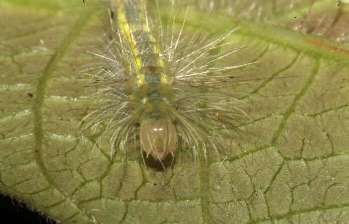 Figura 6. Larva en cuarto estadio <i>Aclytia</i></i> albistrigaDHJ02 (Erebidae) alimentandose en <i>Mandevilla hirsuta</i></i> (Apocynaceae) posición cabeza (14-SRNP-43284-DHJ724013.JPG) 25 julio 2014, Punte Rio Negro (elevación 340 metros).
