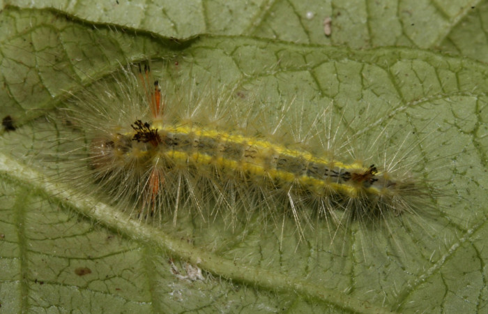 Figura 7. Larva en cuarto estadio <i>Aclytia</i></i> albistrigaDHJ02 (Erebidae) alimentandose en <i>Mandevilla hirsuta</i></i> (Apocynaceae) posición dorso (14-SRNP-43284-DHJ724014.JPG) 29 julio 2014, Punte Rio Negro (elevación 340 metros).