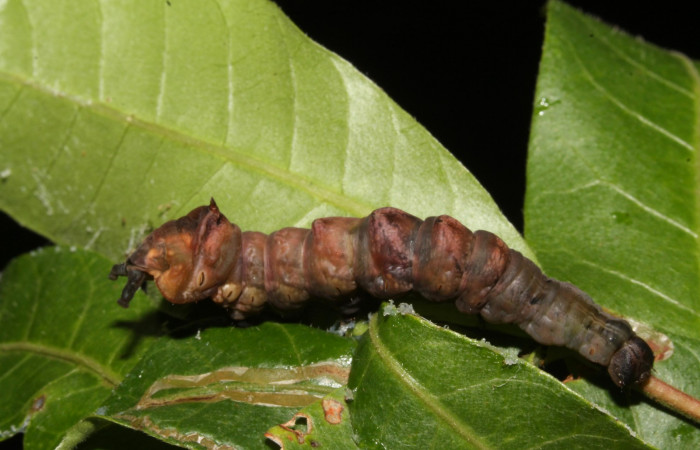 Figura 10. Larva prepupa <i>Nystalea ocellata</i></i> (Notodontidae) en este estadio no se alimenta posición dorsal (14-SRNP-43516-DHJ724085.JPG) 21agosto 2014, Sendero Tucan (elevación 410metros).