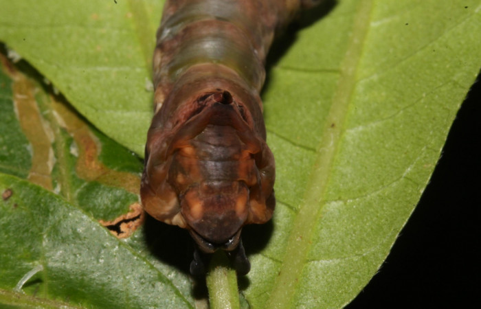 Figura 11. Larva prepupa <i>Nystalea ocellata</i></i> (Notodontidae) en este estadio no se alimenta posición cola(14-SRNP-43516-DHJ724085.JPG) 21agosto 2014, Sendero Tucan (elevación 410metros).