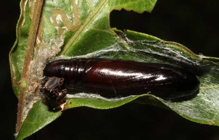 Figura 12. Larva pupa <i>Nystalea ocellata</i></i> (Notodontidae) en este estadio no se alimenta(14-SRNP-43516-DHJ724098.JPG) 25 agosto 2014, Sendero Tucan (elevación 410metros).