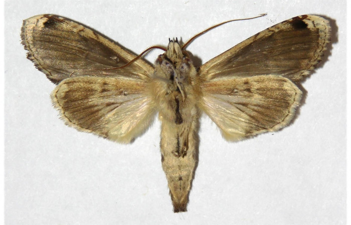 Figura 13. Adulto de <i>Nystalea ocellata</i></i> Notodontidae (Hembra) (04-SRNP-4629-DHJ310949.jpg).