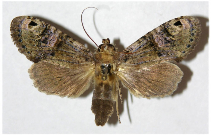 Figura 14. Adulto de <i>Nystalea ocellata</i></i> Notodontidae (Macho) (04-SRNP-4630-DHJ310950.jpg).