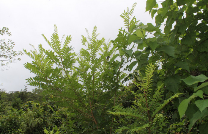 Figura 15. Planta hospedera de <i>Nystalea ocellata</i></i>. Planta <i>Mosquitoxylum jamaicense</i></i> (Anacardiaceae).