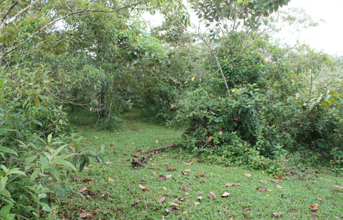 Figura 1. Sendero Tucan, Sector Estación Caribe, Area de Conservación Guanacaste (elevación 410 metros) 8 Agosto 2014 lugar donde fue colectada la larva <i>Nystalea ocellata</i></i> (Notodontidae) (14 SRNP- 43516).