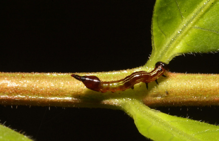 Figura 2. Larva en tercer estadio <i>Nystalea ocellata</i></i> (Notodontidae) alimentandose en <i>Mosquitoxylum jamaicense</i></i> (Anacardiaceae) posición dorso (14-SRNP-43516-DHJ724028.JPG) 08 agosto 2014, Sendero Tucan (elevación 410metros).
