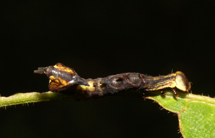 Figura 3. Larva en cuarto estadio <i>Nystalea ocellata</i></i> (Notodontidae) alimentandose en <i>Mosquitoxylum jamaicense</i></i> (Anacardiaceae) posición dorso (14-SRNP-43516-DHJ724047.JPG) 13 agosto 2014, Sendero Tucan (elevación 410metros).