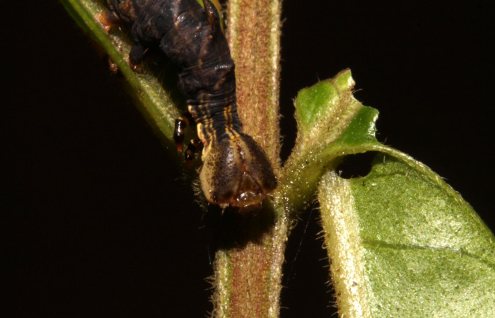 Figura 4. Larva en cuarto estadio <i>Nystalea ocellata</i></i> (Notodontidae) alimentandose en <i>Mosquitoxylum jamaicense</i></i> (Anacardiaceae) posición cabeza (14-SRNP-43516-DHJ724048.JPG) 13 agosto 2014, Sendero Tucan (elevación 410metros).