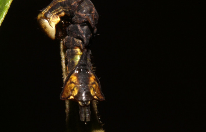 Figura 5. Larva en cuarto estadio <i>Nystalea ocellata</i></i> (Notodontidae) alimentandose en <i>Mosquitoxylum jamaicense</i></i> (Anacardiaceae) posición cola (14-SRNP-43516-DHJ724049.JPG) 13 agosto 2014, Sendero Tucan (elevación 410metros).