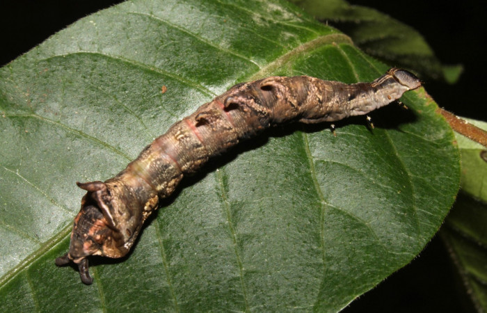 Figura 6. Larva en ultimo estadio <i>Nystalea ocellata</i></i> (Notodontidae) alimentandose en <i>Mosquitoxylum jamaicense</i></i> (Anacardiaceae) posición dorsal (14-SRNP-43516-DHJ724065.JPG) 19agosto 2014, Sendero Tucan (elevación 410metros).