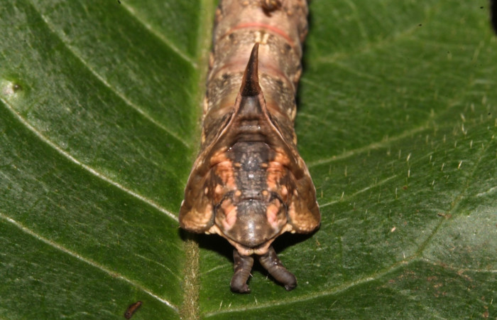 Figura 8. Larva en ultimo estadio <i>Nystalea ocellata</i></i> (Notodontidae) alimentandose en <i>Mosquitoxylum jamaicense</i></i> (Anacardiaceae) posición cola (14-SRNP-43516-DHJ724067.JPG) 19agosto 2014, Sendero Tucan (elevación 410metros).