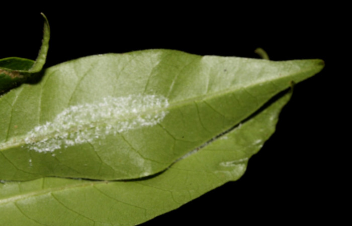 Figura 9. Larva prepupa <i>Nystalea ocellata</i></i> (Notodontidae) en este estadio no se alimenta posición casa (14-SRNP-43516-DHJ724082.JPG) 21agosto 2014, Sendero Tucan (elevación 410metros).