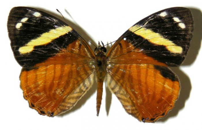 Figura 10. Adulto de <i>Tigridia</i></i> acestaDHJ03 Nymphalidae 04-SRNP-42405-DHJ307688.jpg posición vista dorsal.