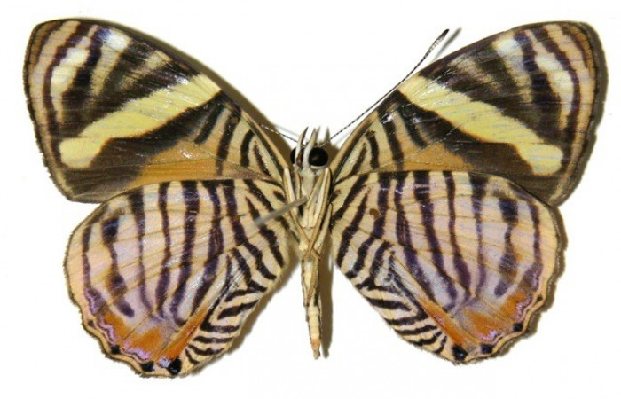 Figura 11. Adulto de <i>Tigridia</i></i> acestaDHJ03 Nymphalidae 04-SRNP-42405-DHJ307688.jpg posición vista ventral.